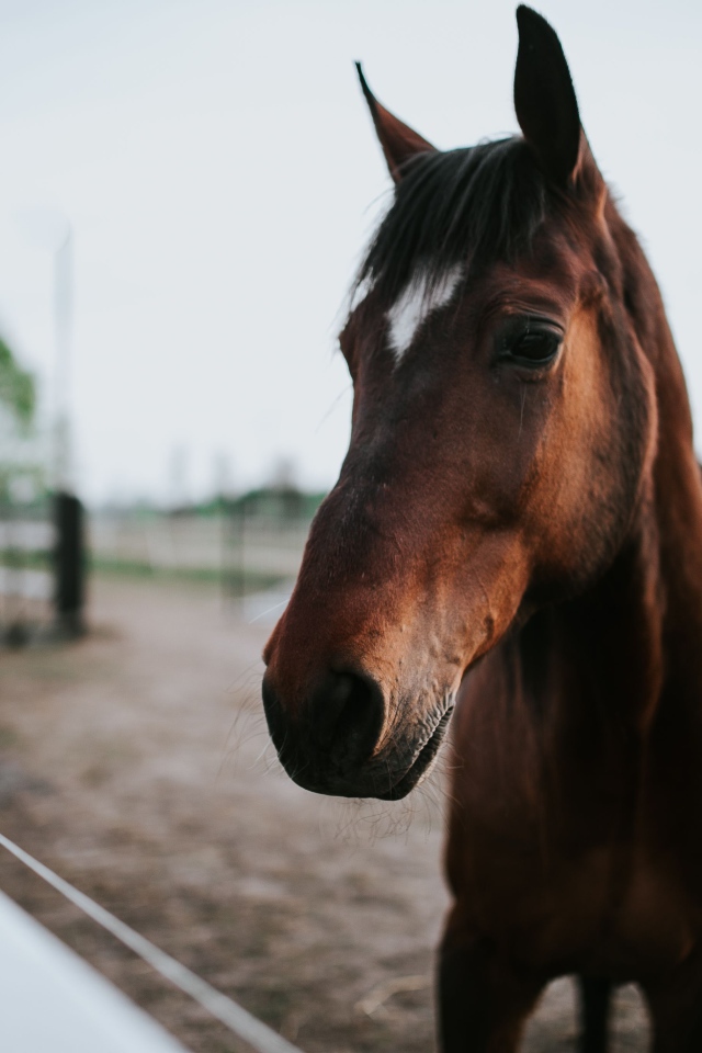 Beautiful brown horse on a farm closeup