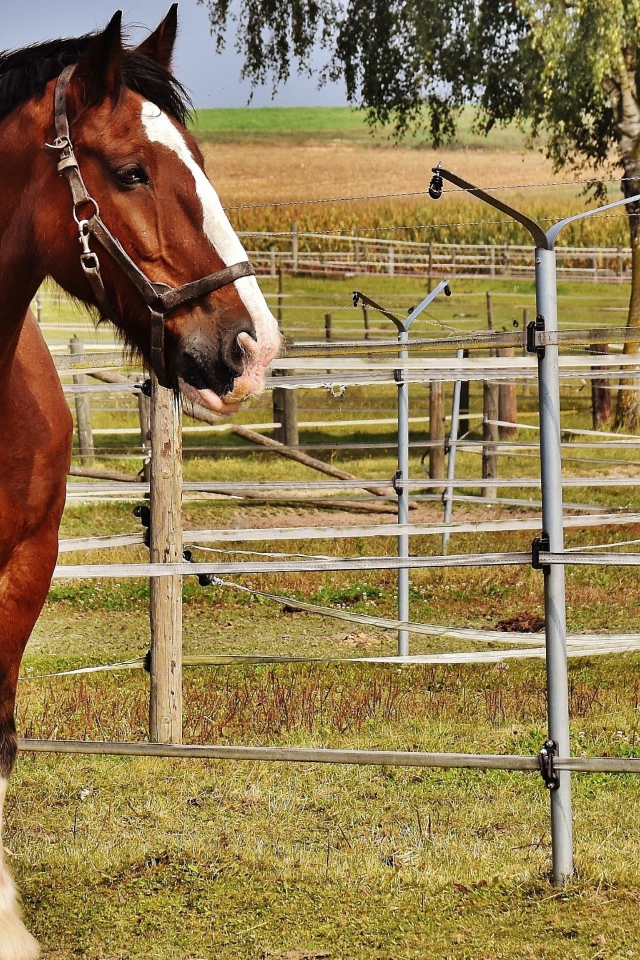 Красивый коричневый конь на ферме