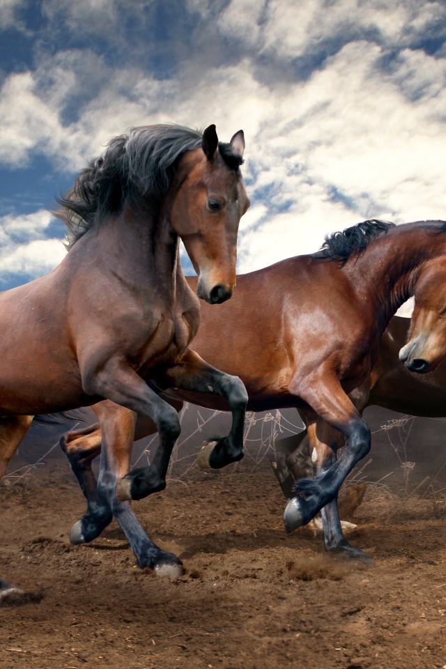 Красивые коричневые кони скачут по земле под красивым небом