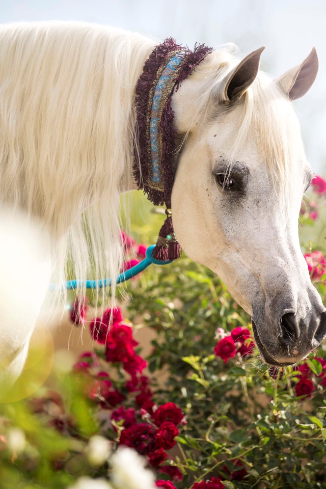 Красивая белая лошадь у красных цветов розы