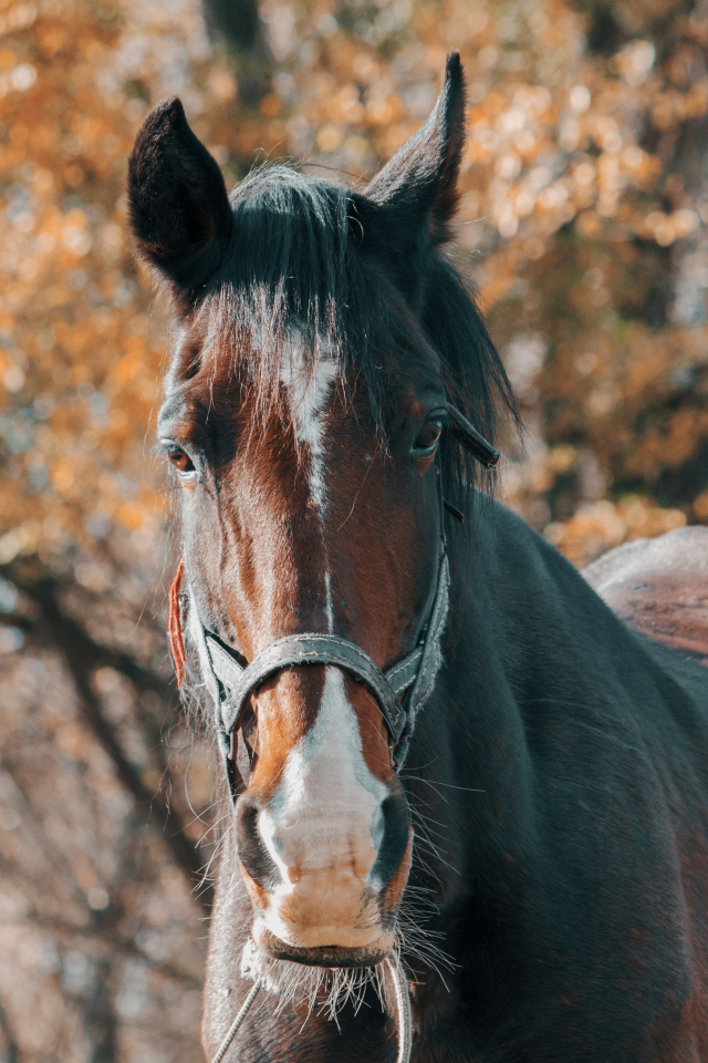 Большой красивый коричневый конь крупным планом