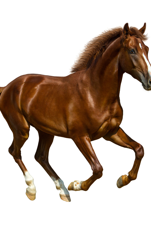 Коричневый красивый конь на белом фоне 