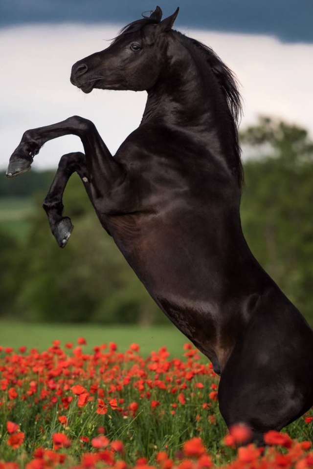 Прыжок коня на поле с красными маками