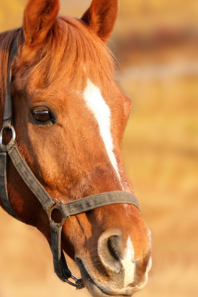 Морда коричневой лошади