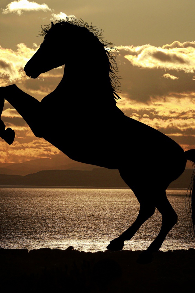 Silhouette of a horse at sunset by the sea