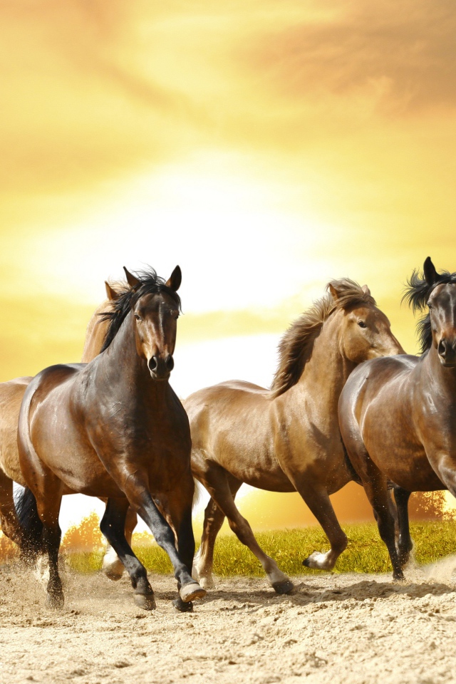 Табун лошадей скачет на закате солнца