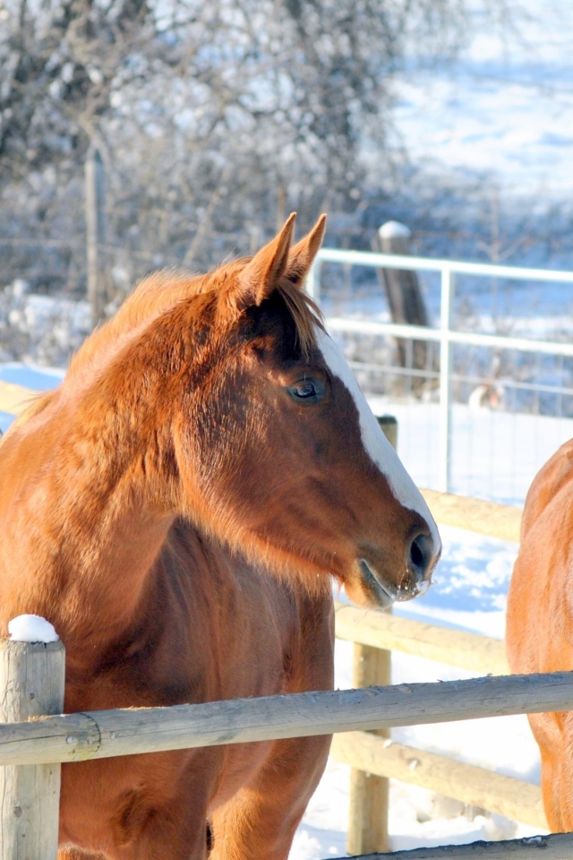 Три коричневые лошади на ферме зимой