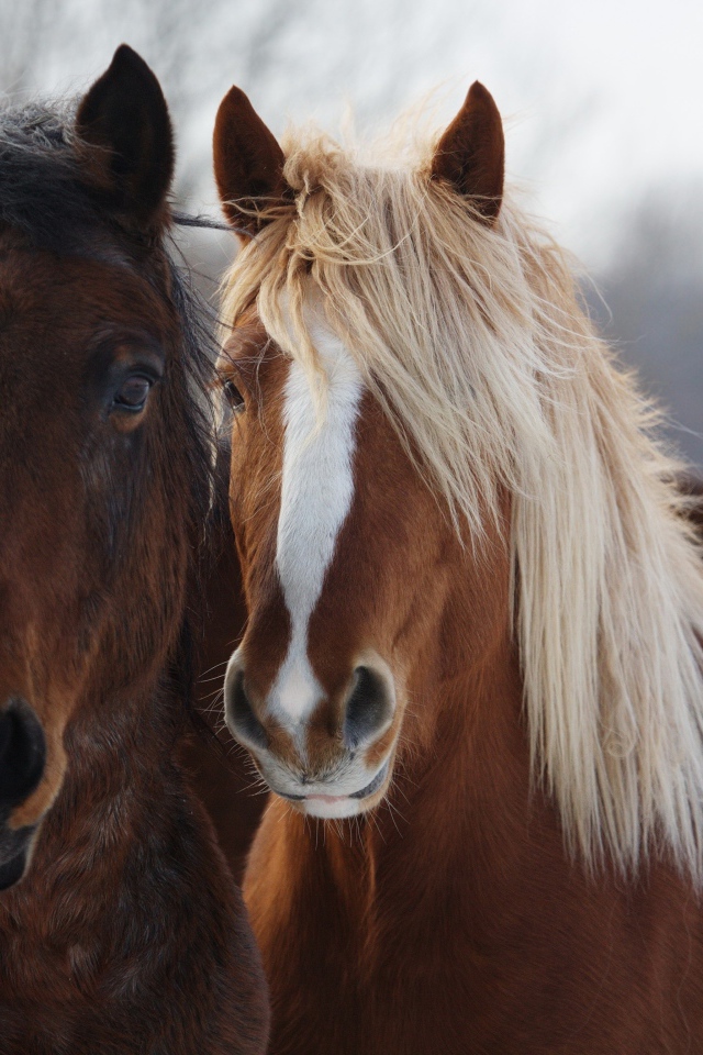 Две красивые коричневые лошади 