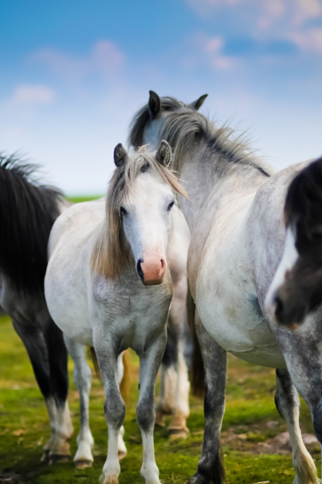 Белые и черные лошади на зеленом лугу