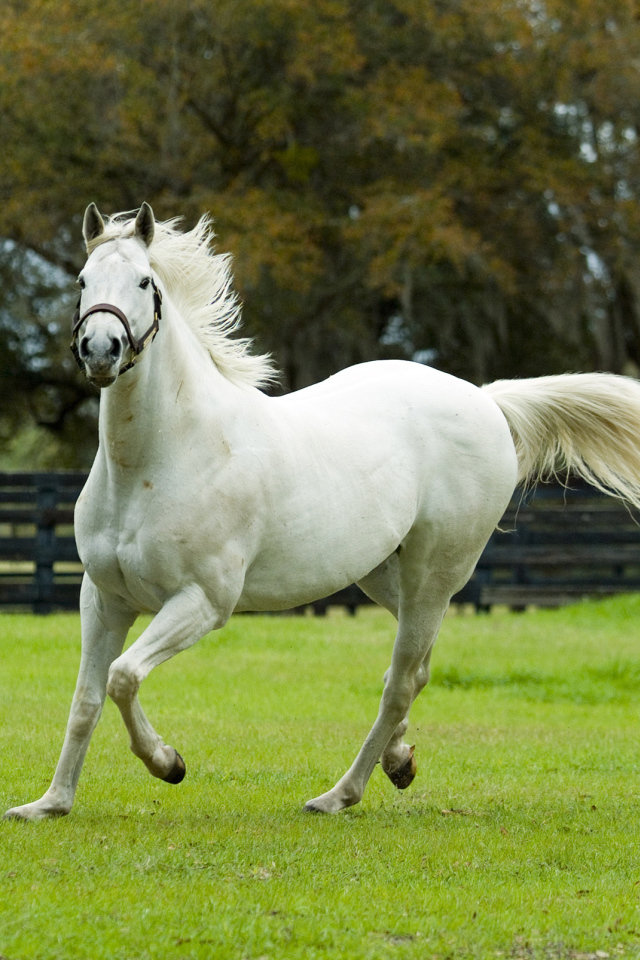 Белая красивая лошадь скачет по зеленой траве