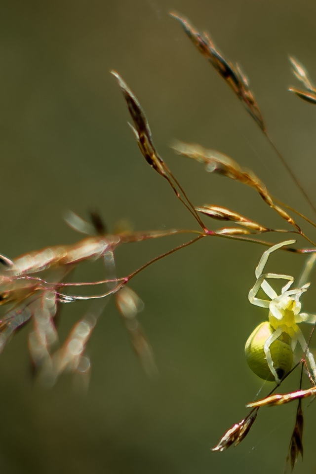 Зеленый паук висит на колоске