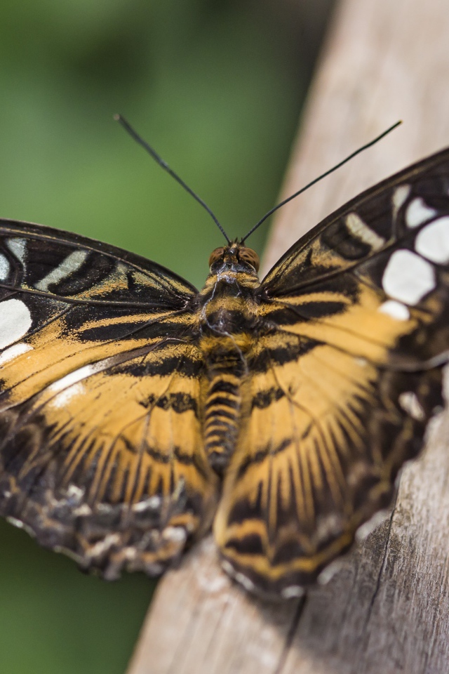 Большая бабочка сидит на дереве