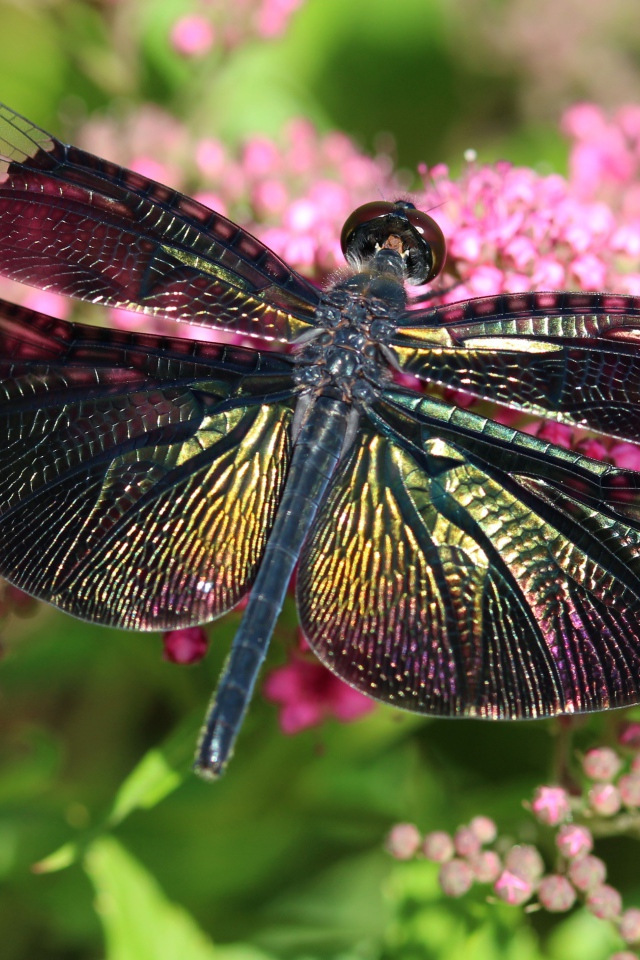 Большая стрекоза сидит на розовом цветке
