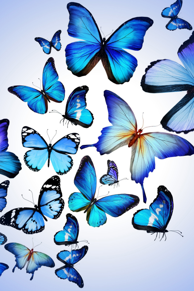 Много синих бабочек на голубом фоне