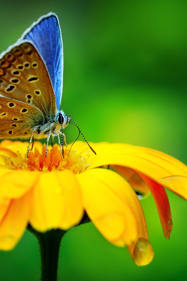 Красивая голубая бабочка сидит на оранжевом цветке
