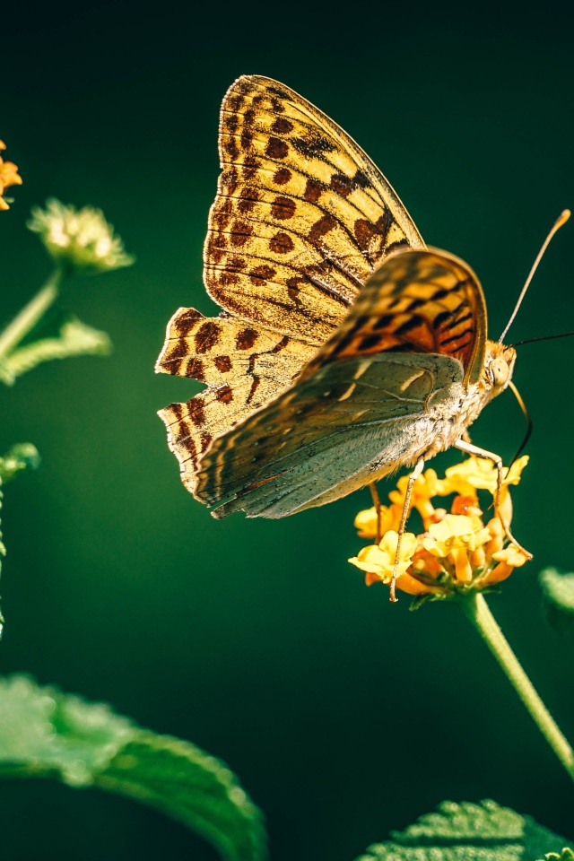 Красивая бабочка на оранжевом цветке