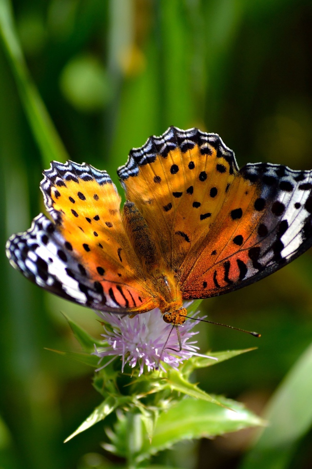 Красивая бабочка сидит на цветке чертополоха