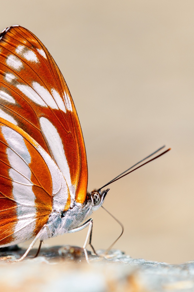 Красивая разноцветная бабочка крупным планом