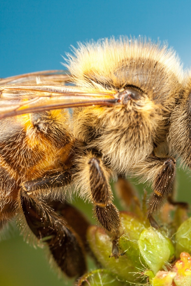 Пчела на цветке на голубом фоне крупным планом