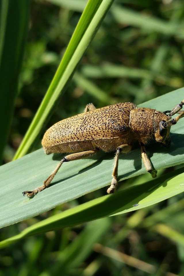 Большой жук скрипун на зеленом листе