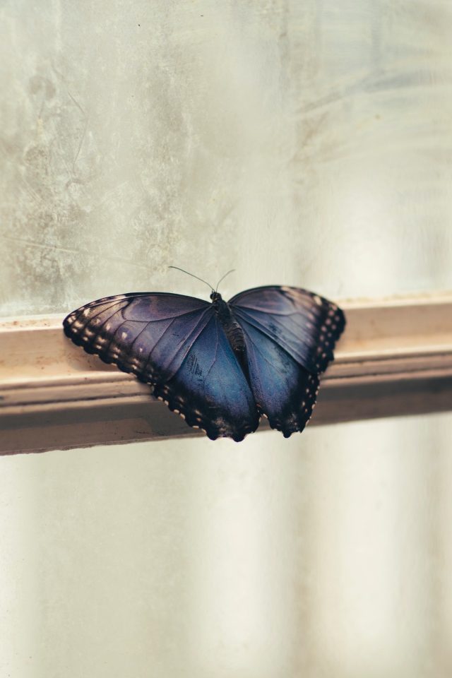 Голубая бабочка на окне