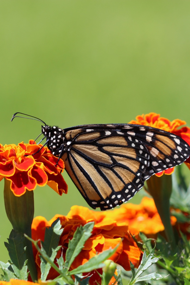 Бабочка монарх на цветке 