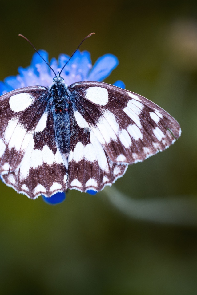 Бабочка на синем цветке крупным планом