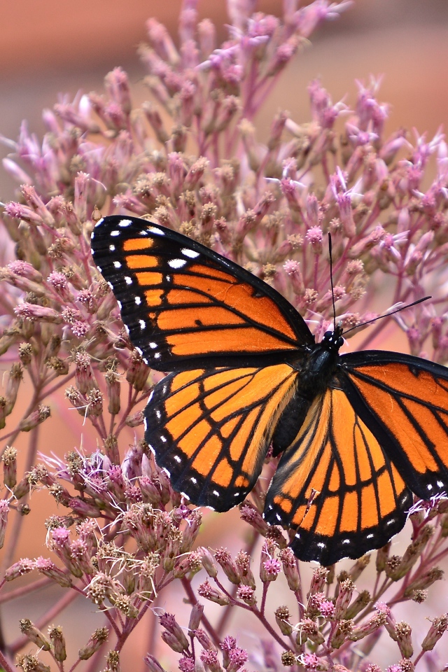 Бабочка на розовом цветке крупным планом