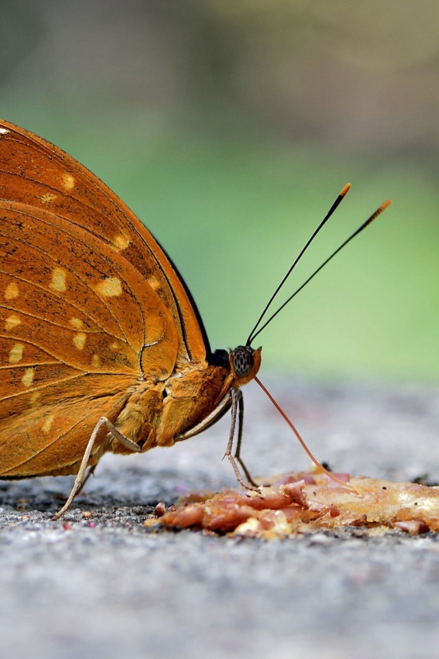 Бабочка на асфальте крупным планом