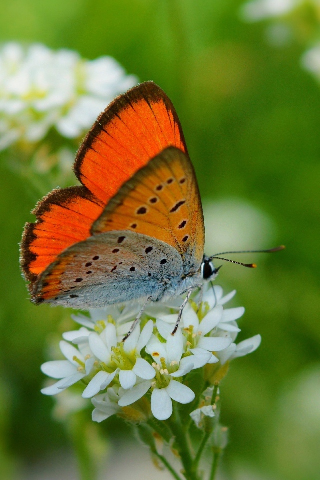 Бабочка сидит на белом цветке