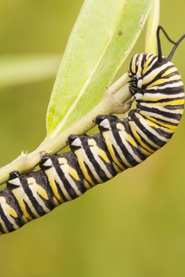 Гусеница бабочки монарх на ветке