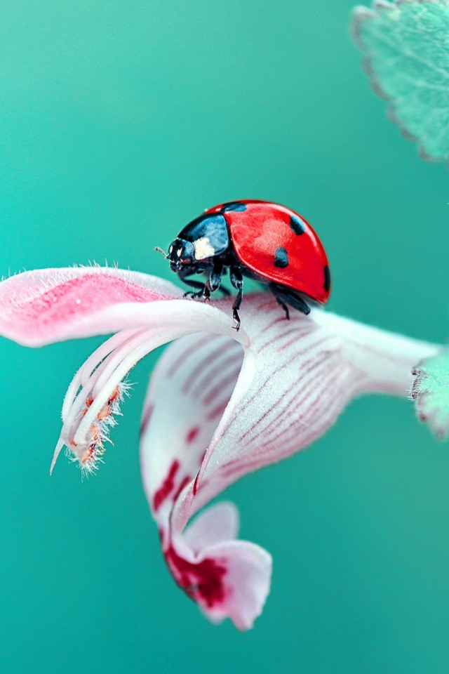 Божья коровка сидит на красивом цветке