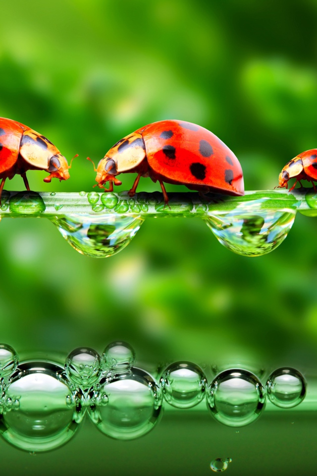 Божьи коровки на травинке с росой