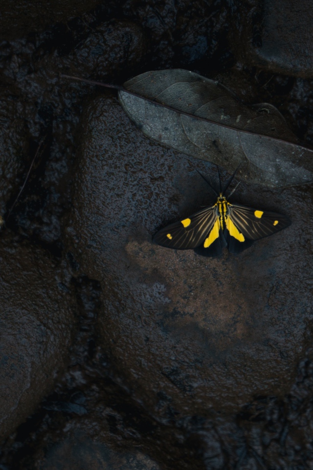 Маленькая бабочка на мокрых черных камнях