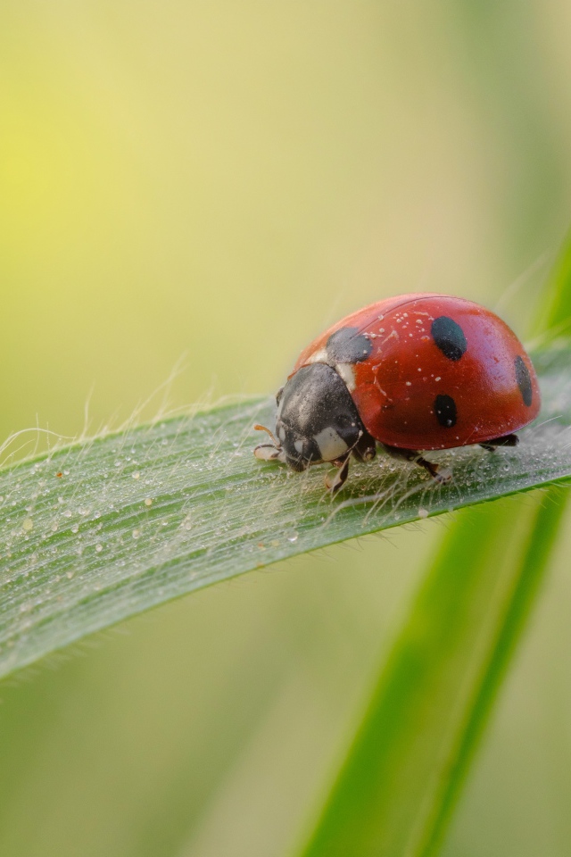 Маленькая божья коровка на зеленой траве 