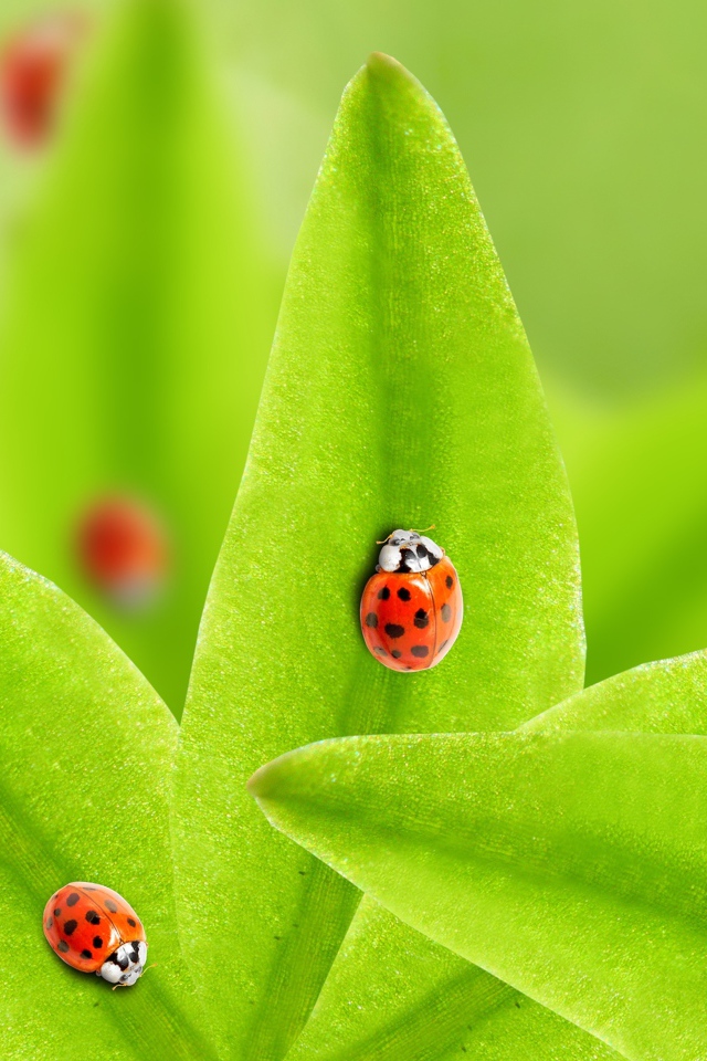 Много божьих коровок на зеленых листьях