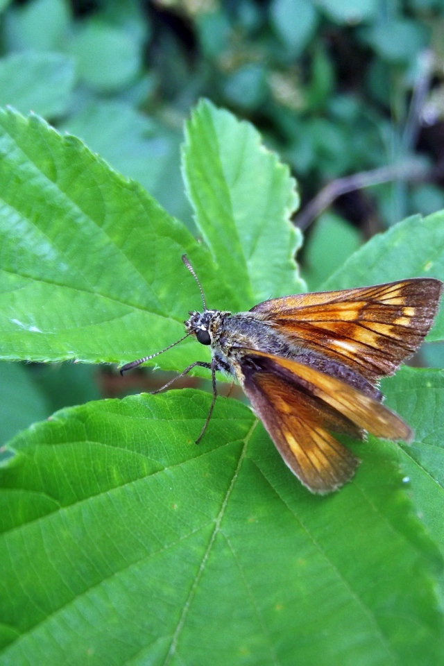 Мотылек на зеленом листе крупным планом