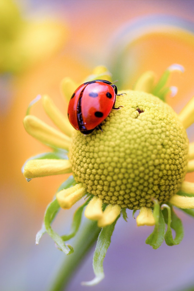 Красная божья коровка на цветке 