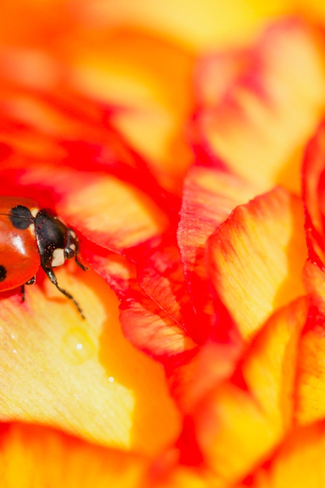 Красная божья коровка сидит на розе