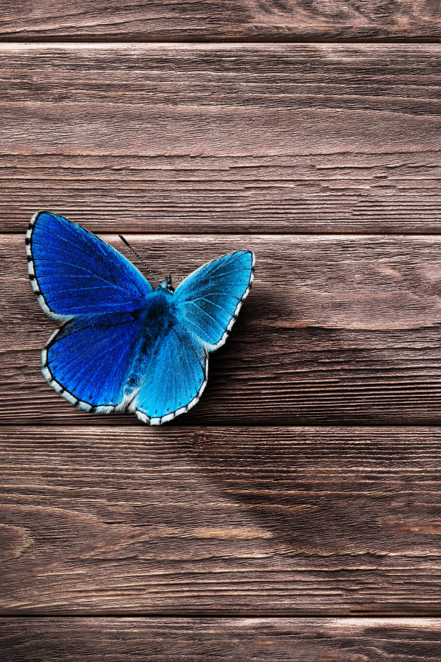 Маленькая синяя бабочка на деревянной поверхности