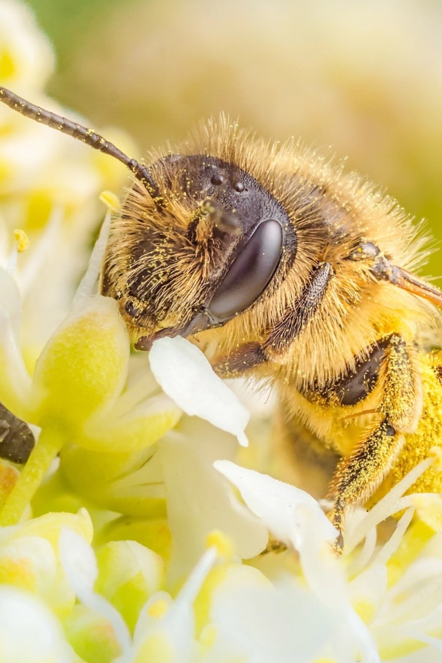 Пчела собирает нектар на белом цветке
