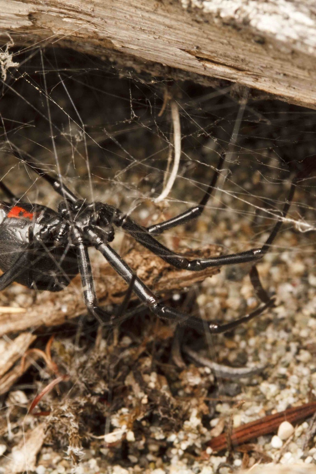 Большой черный паук на паутине
