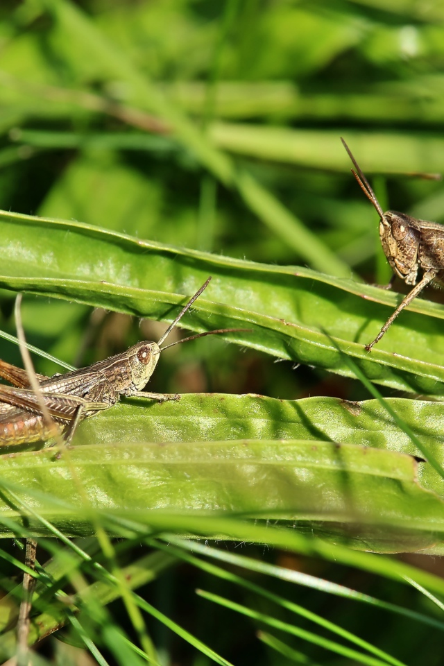 Два кузнечика сидят на зеленой траве