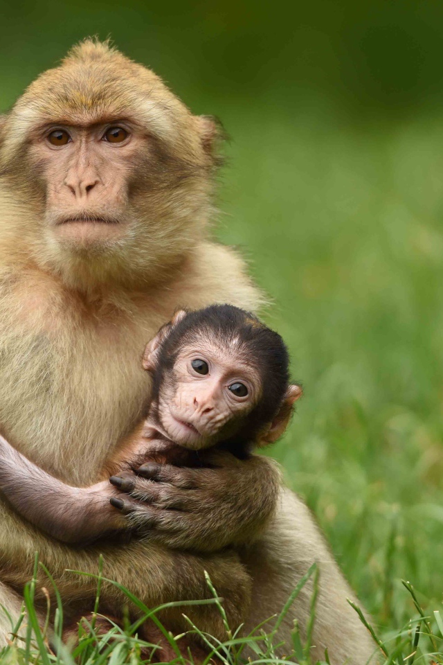 Little monkey in the arms of mom