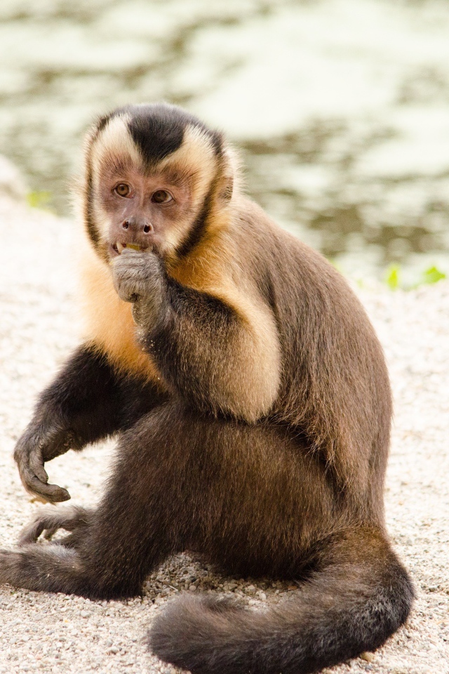 Обезьяна капуцин  сидит на песке