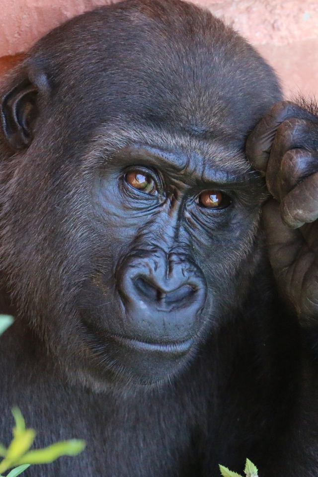 Умная горилла крупным планом
