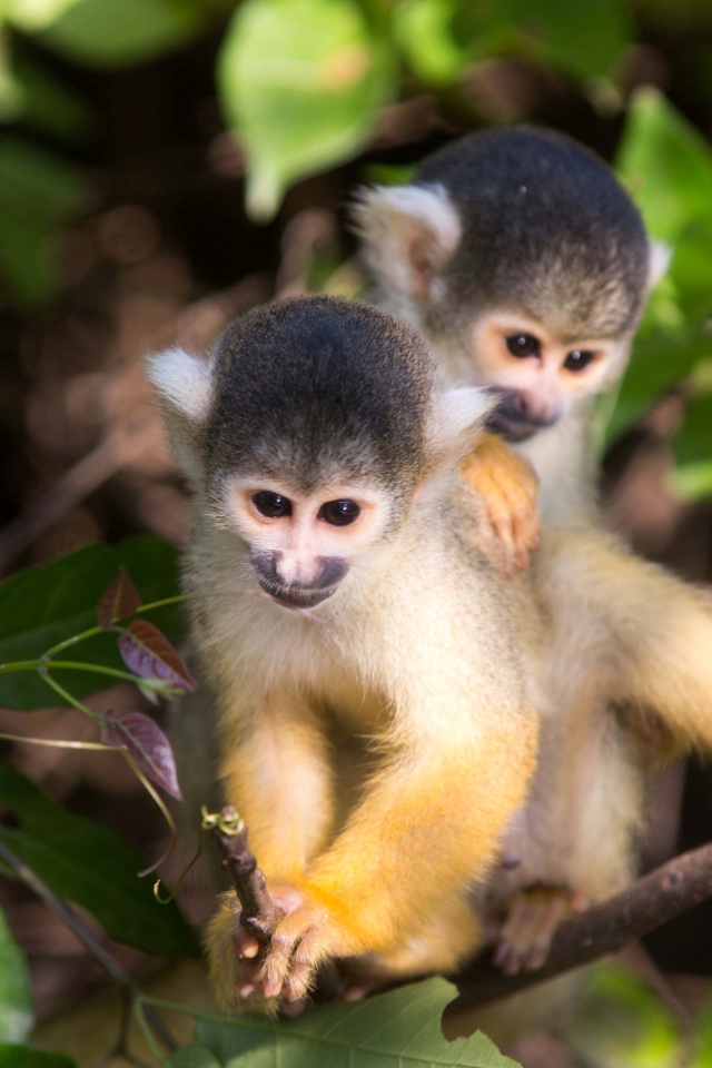 доклад про обезьян. шимпанзе презентация. мультяшные обезьяны. обезьянка рисунок для детей. карликовый капуцин.