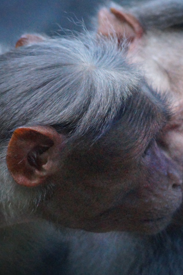 Две обезьяны обнимают друг друга