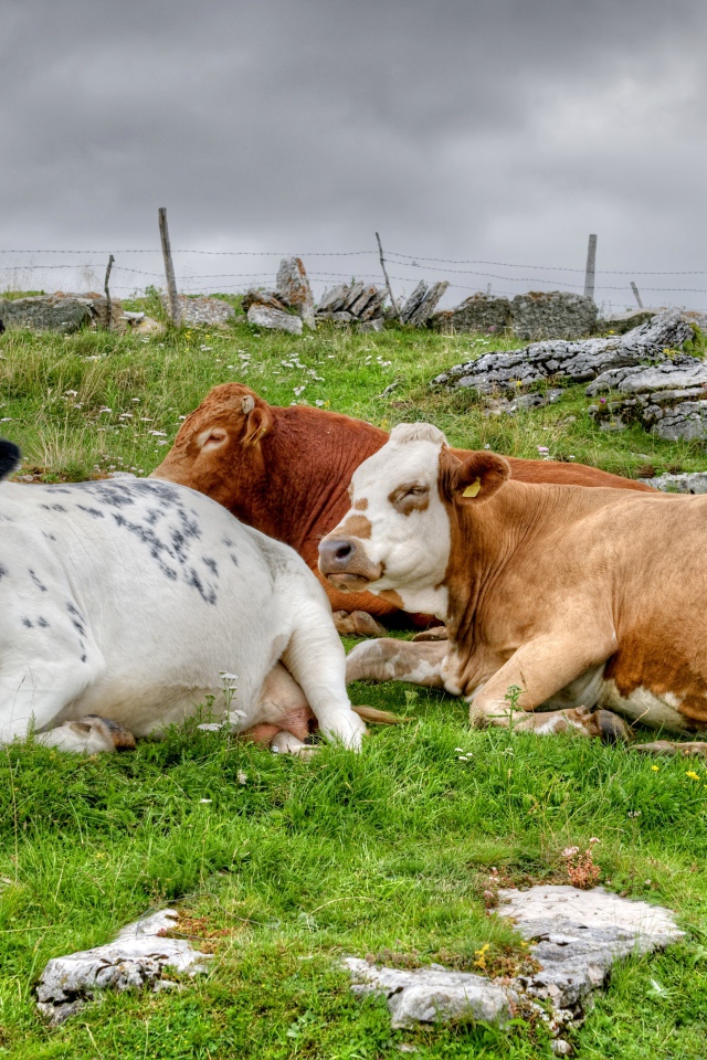 Стадо коров отдыхает на пастбище