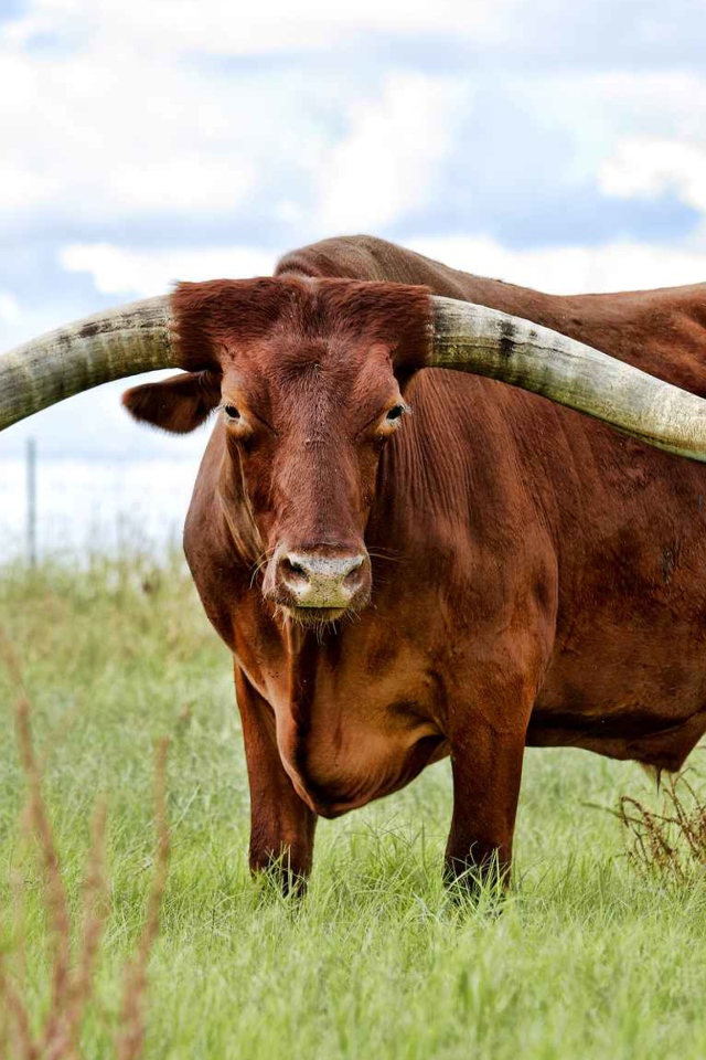Коричневый бык с большими рогами